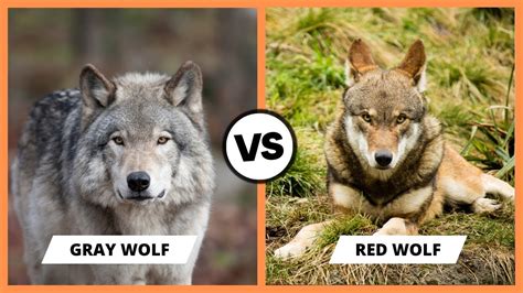Red Wolf Vs Gray Wolf