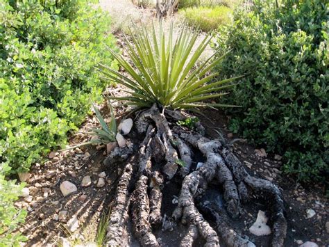 red yucca root system