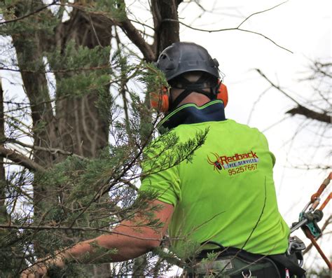 Tree Removal Melbourne Redback Tree Services