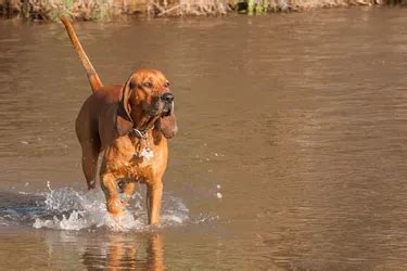 Redbone Coonhounds Printable Article
