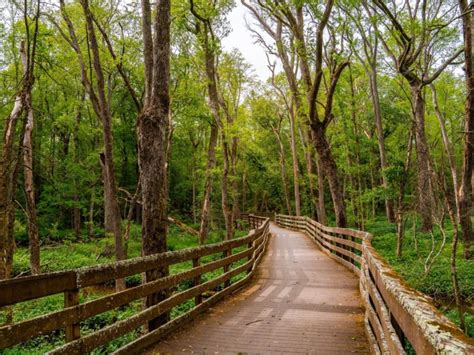 redden state forest