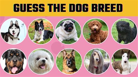 Reddit Dog Breed Questionnaire