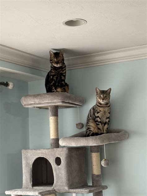 Reddit Tall Cat Tree