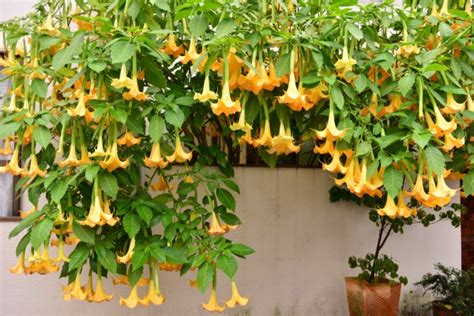 reddit why do people take datura