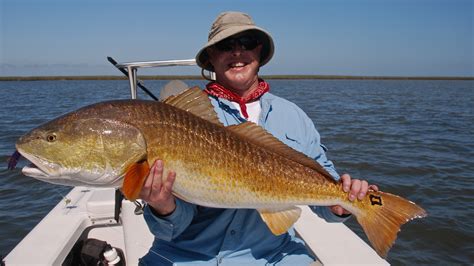 Redfish