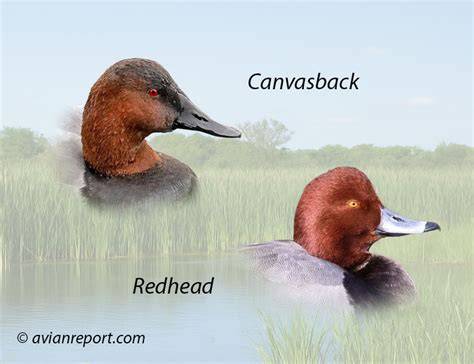 Discover 8 Insights redhead duck vs canvasback Master Duck ID