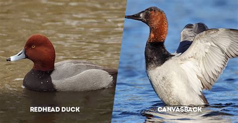 Distinguishing the Redhead Duck and Canvasback Duck: A Detailed Comparison