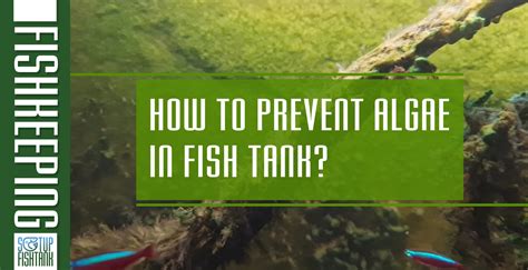 reduce algae in fish tank