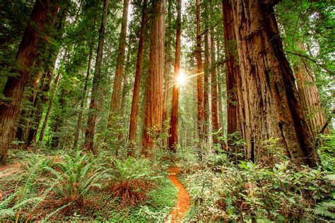 A (VERY) Helpful Redwood National Park Guide (w/ Photos + Video)