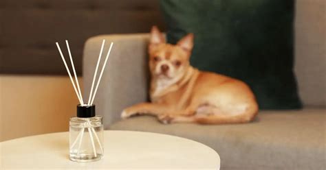 Reed Diffuser Poisonous To Dogs