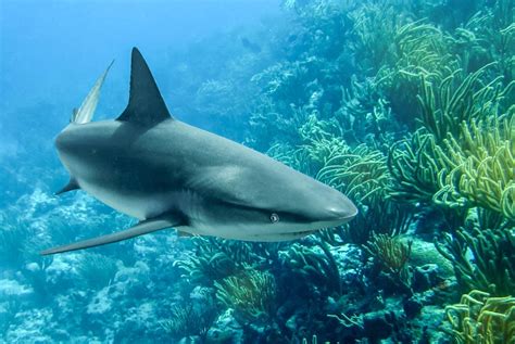 Reef Shark Swimming