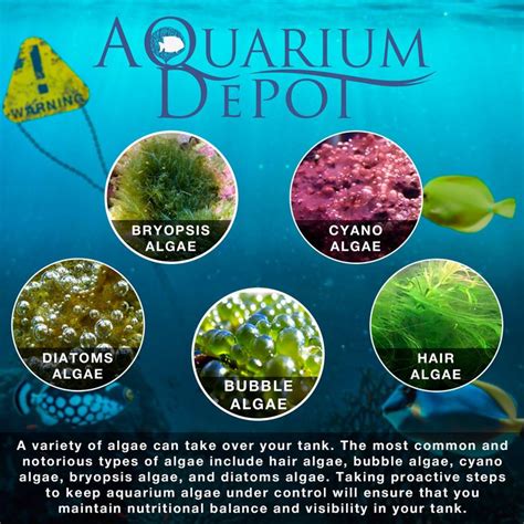 Reef Tank Algae Types