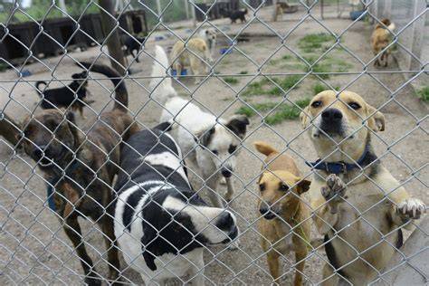 Se realizó la campaña de Adopción Responsable del Refugio Canino