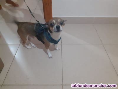 regalo perro en las palmas