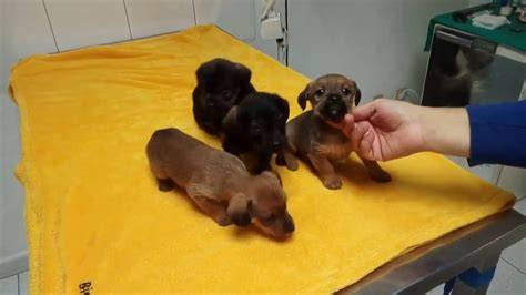 Regalo cachorros en valencia YouTube