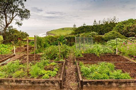 How To Start a Regenerative Garden in Your Backyard Eco Thinker News