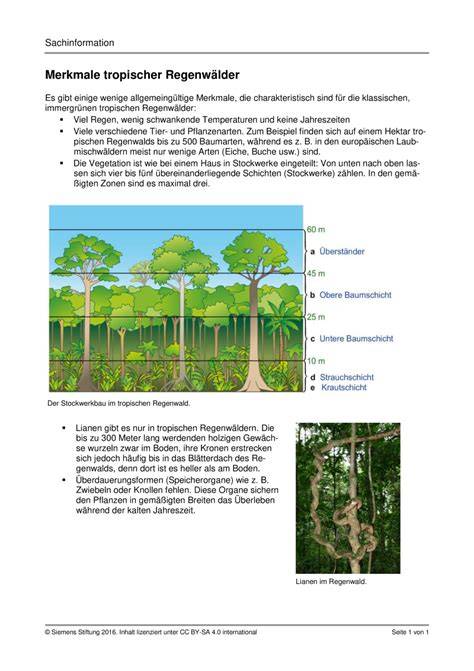 Stockwerkbau Des Tropischen Regenwaldes Arbeitsblatt