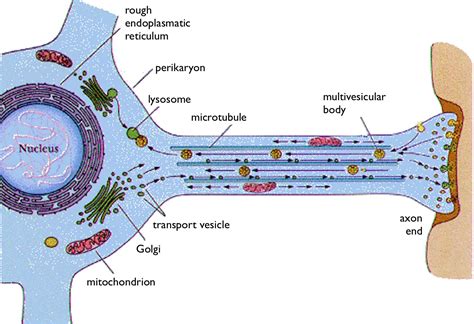 Region Of The Cell Body From Which The Axon Originates