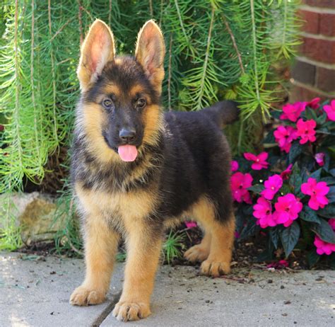 registered german shepherd