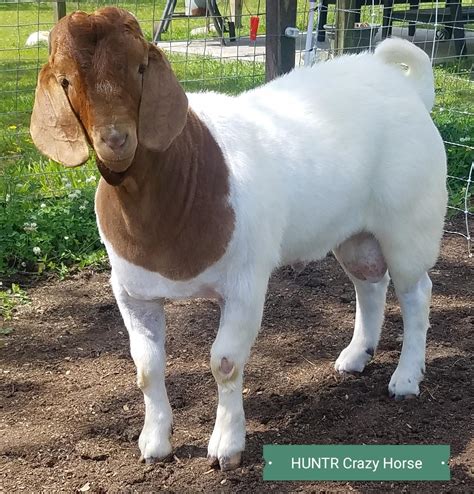 registered goats for sale