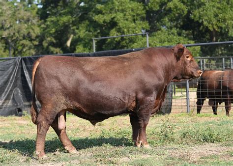 registered red angus for sale