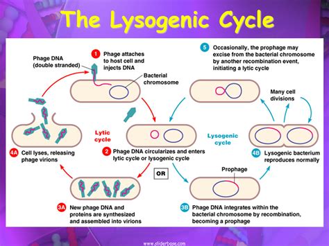 Regular Lysogeny