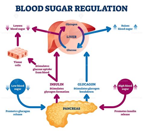 Regulate blood sugar levels