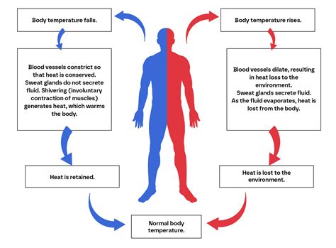 Regulate Temperature Meaning