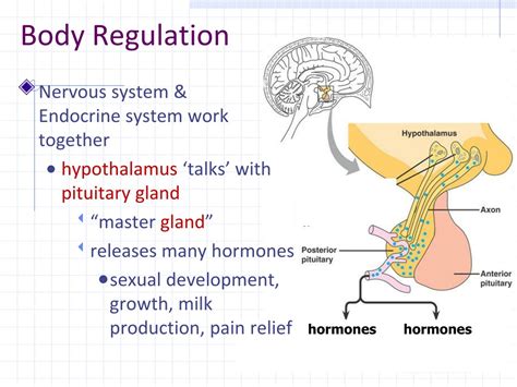 Regulation Definition Body System