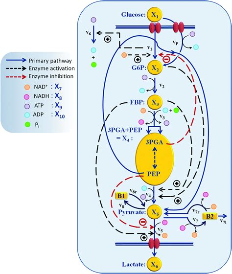 regulation of glycolytic pathway