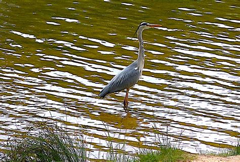 Reier Farming and Production Basics