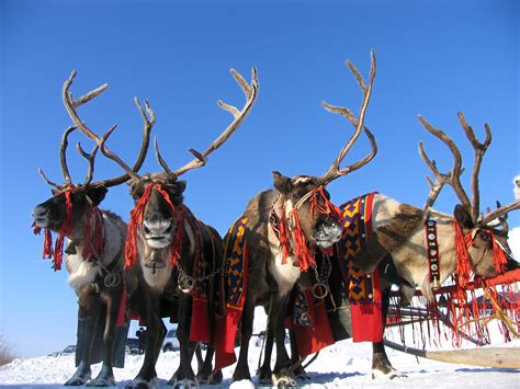 Russia's Arctic Reindeer Herders Gather for Annual Festival The