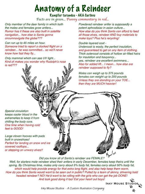 reindeer facts for children
