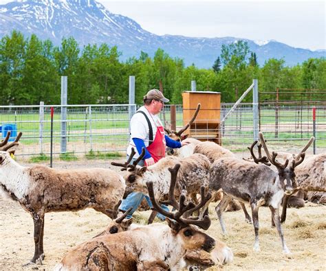 reindeer farm in alaska