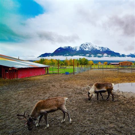 reindeer farm palmer tours