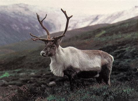 reindeer in the cairngorms