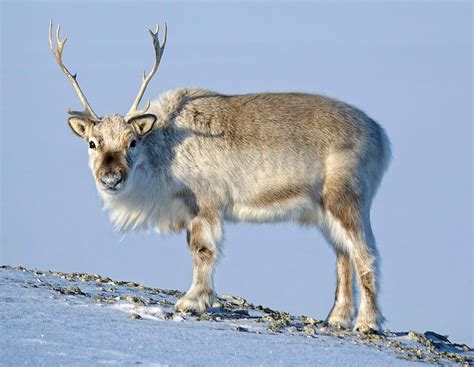 Reindeer Types