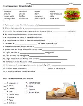 reinforcement biomolecules answer key