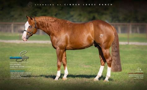 reining horse stallion auctions