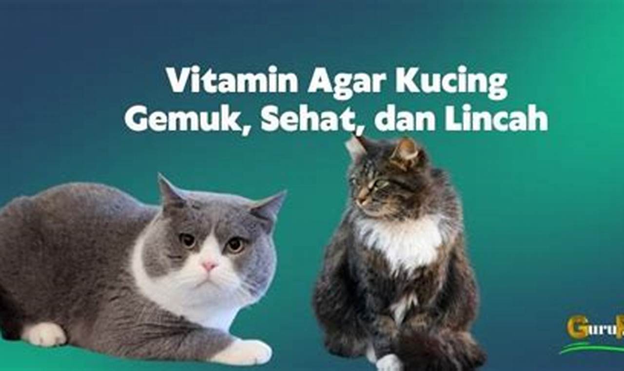 rekomedasi vitamin kucing biar gemuk