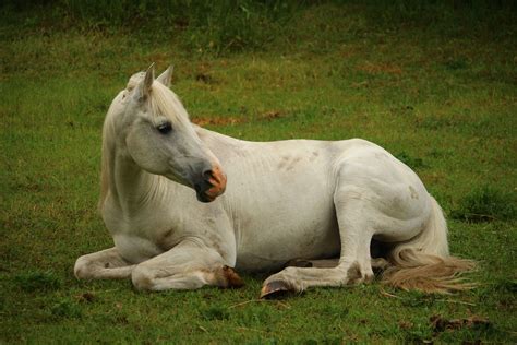 relaxed horse lying down