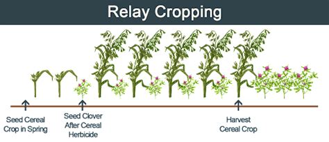 Relay Intercropping Examples
