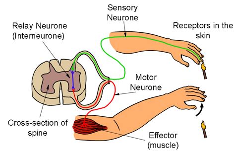 Relay Neuron Example