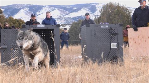 release of wolves in colorado