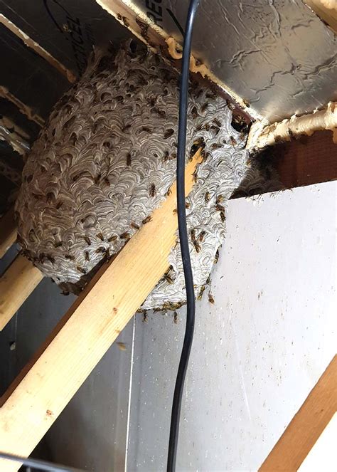 removal of wasp nest near me