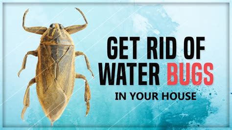 Pin By Zebi Zebi On Tips Rid Of Bed Bugs Bed Bug Remedies Rid of bed bugs, Bed bugs, Bed bug
