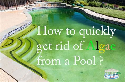 remove algae from pool