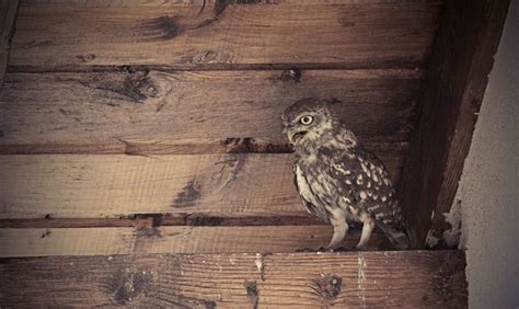 Remove Bird From Attic