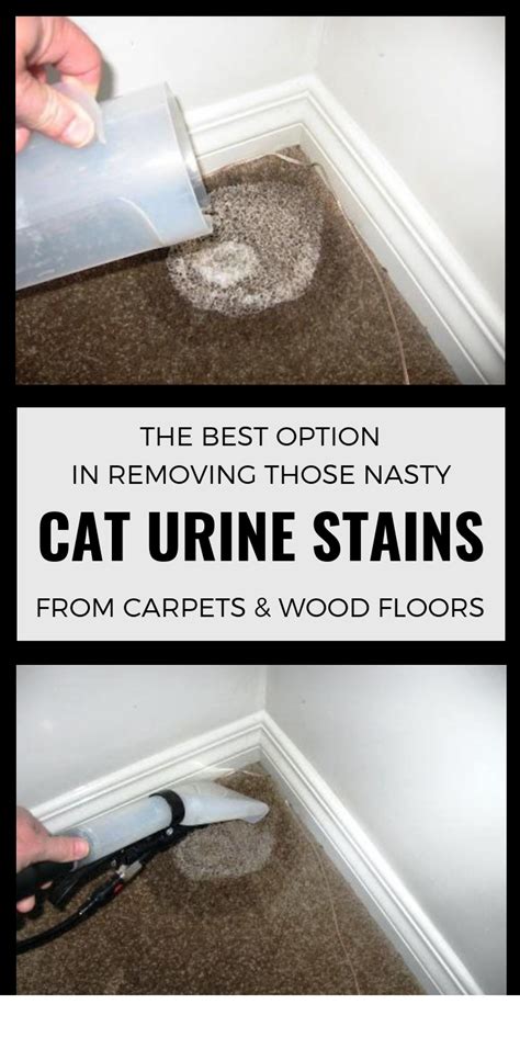 giellc.shop:remove cat urine stain from carpet