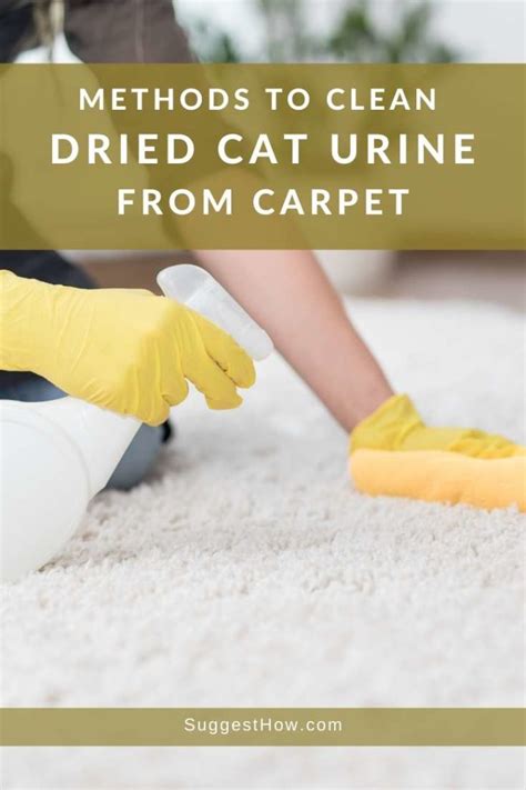 remove cat urine stain from carpet